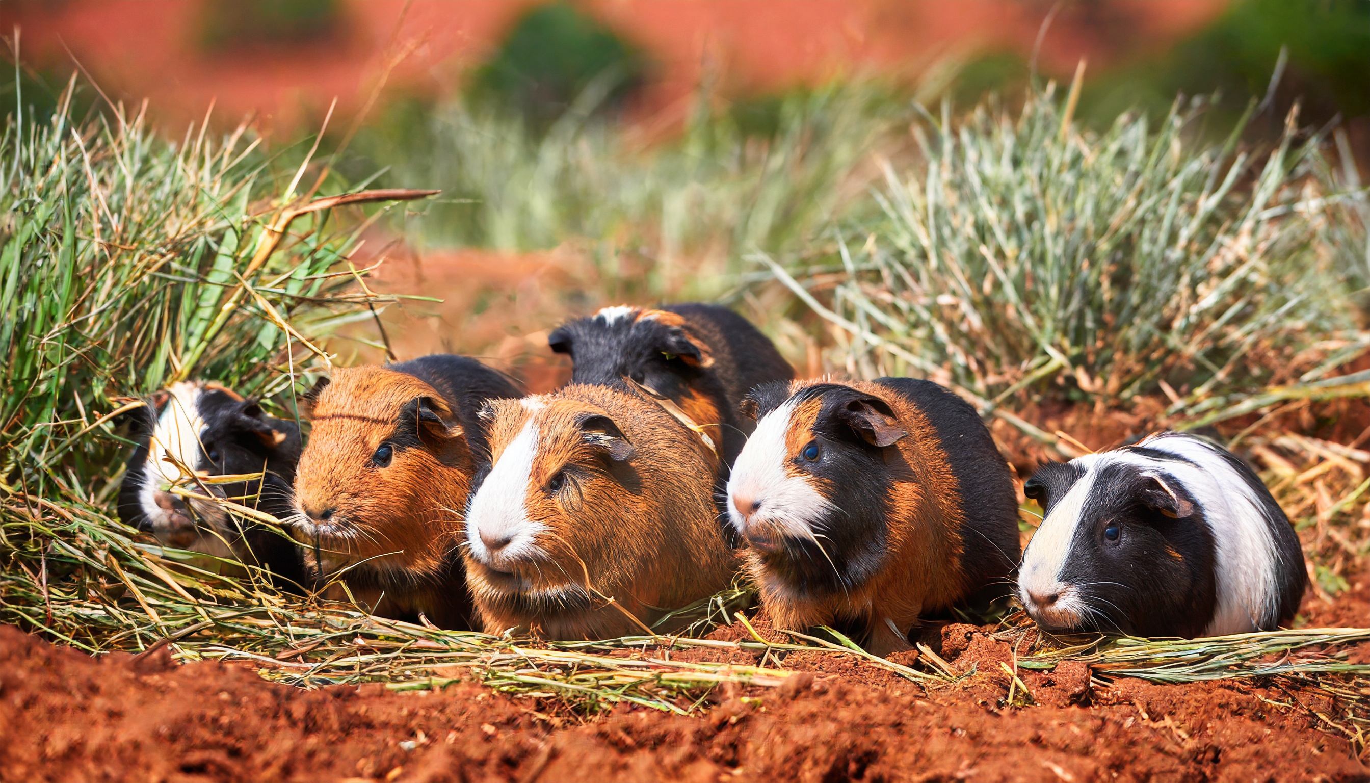Guinea Pigs In Africa