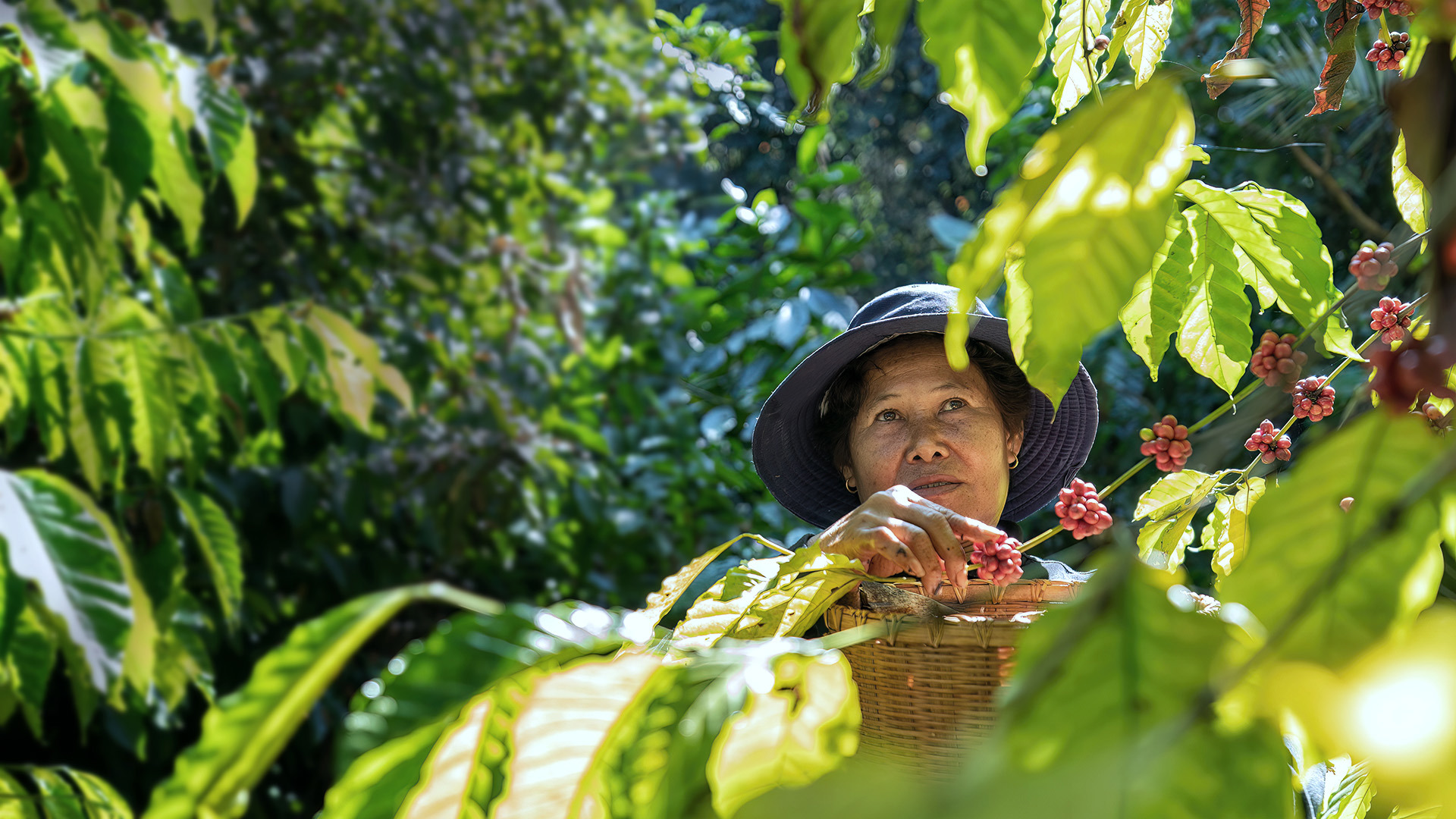 Farmer In Plantation Coffee Berries Harvest