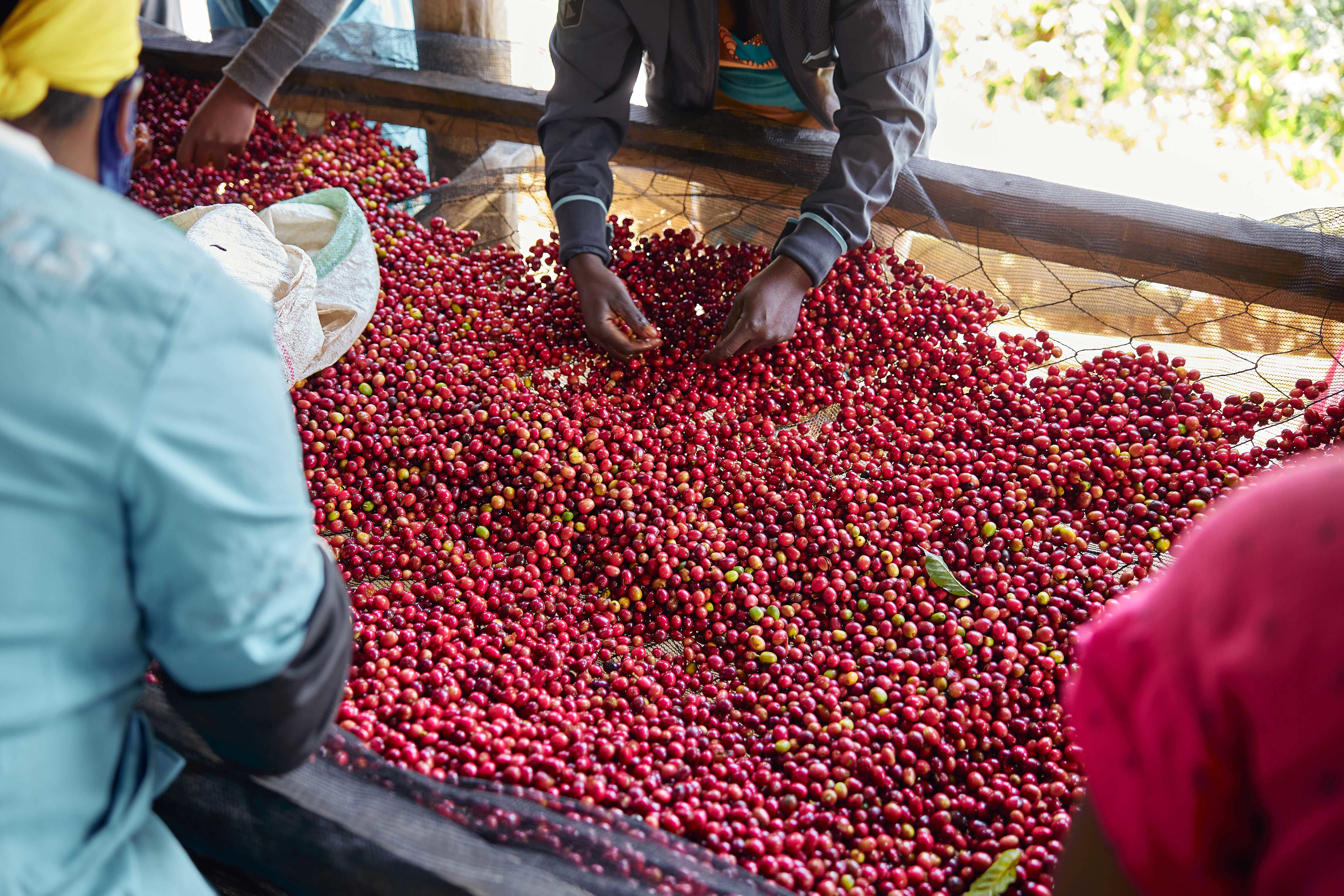 Workers Picking Fresh Coffee Beans Low