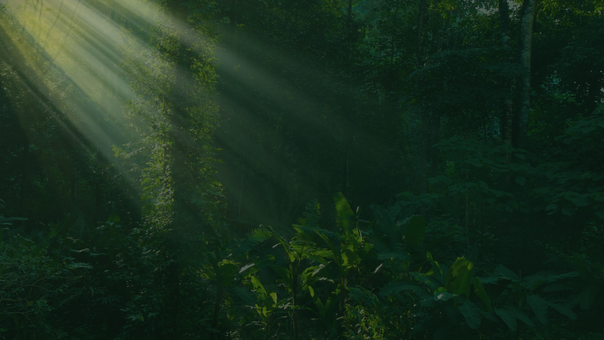 Green Simple World Rainforest Day Instagram Post (1)