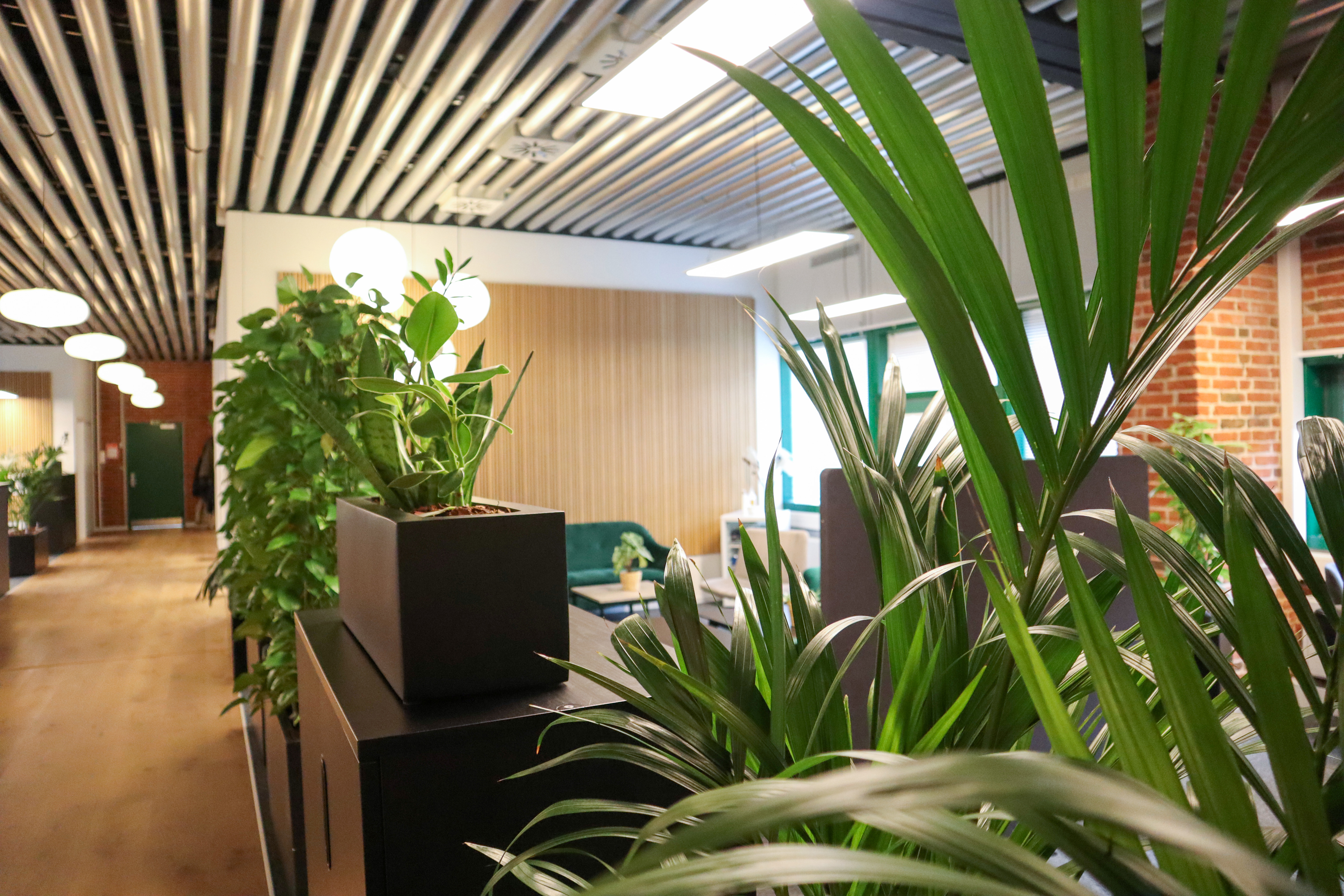 Domutech konto med planter