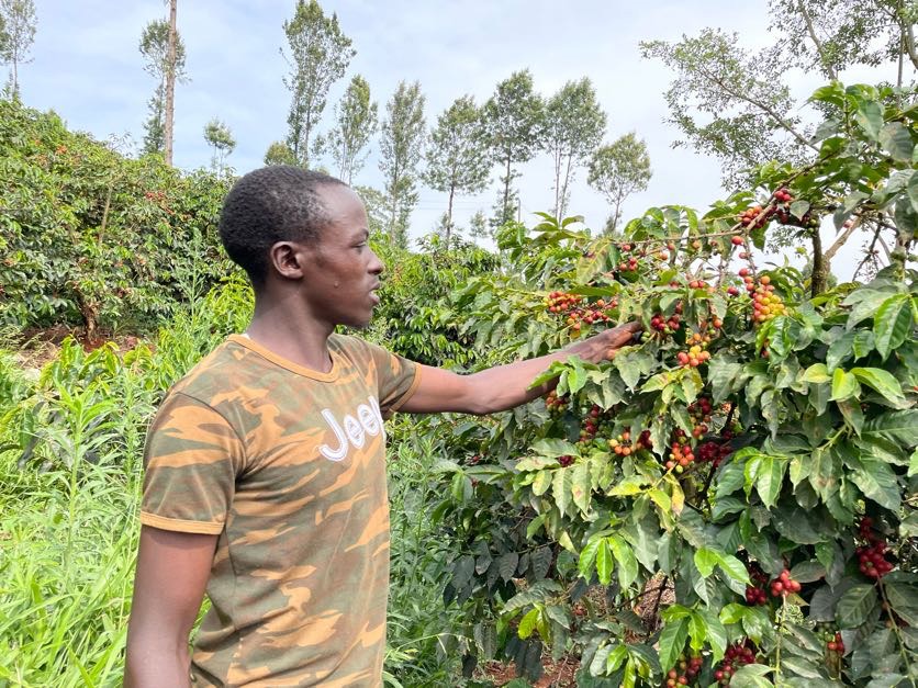 En mand på en kaffemark