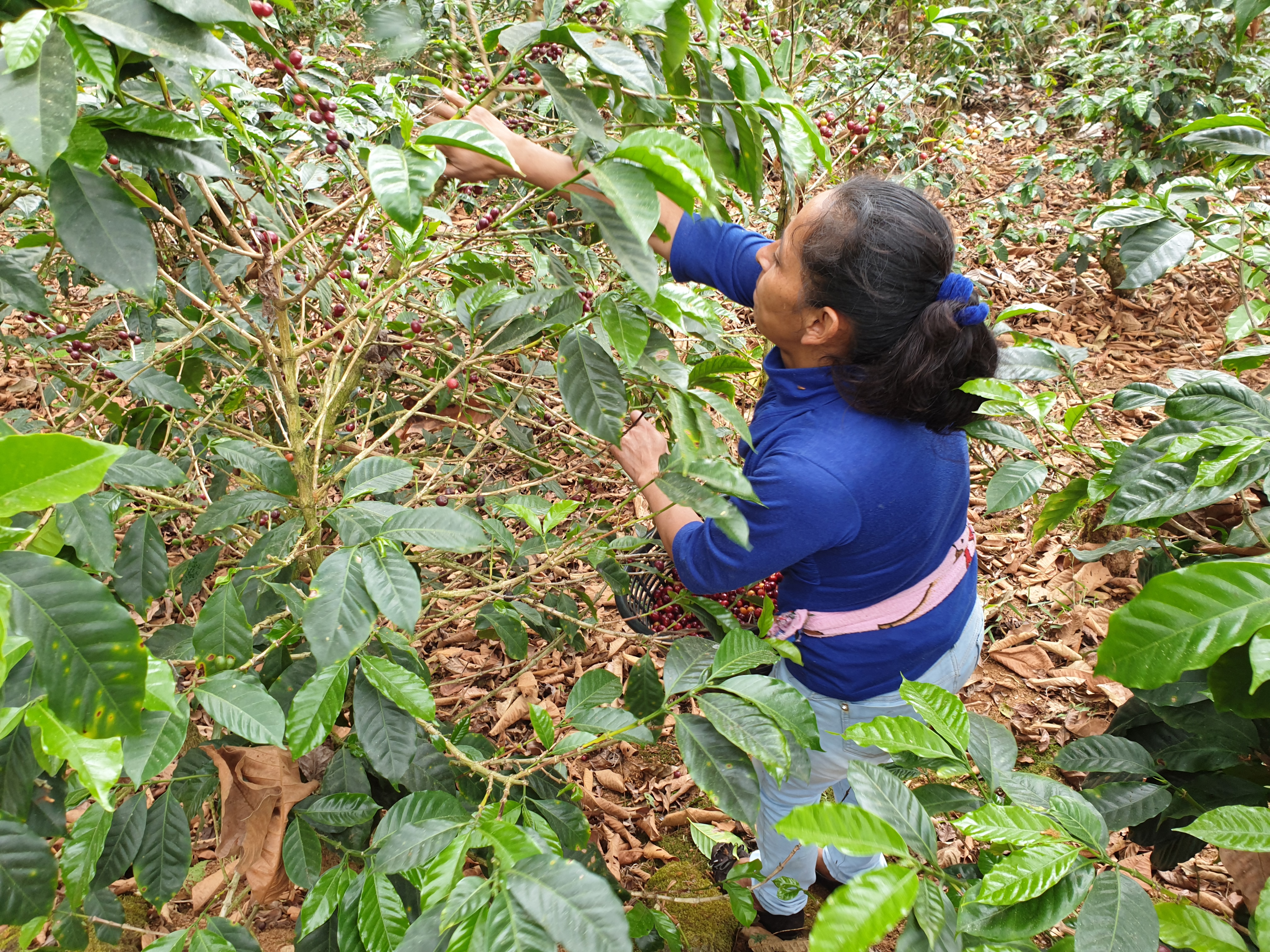 En kvinde plukker kaffe fra et træ